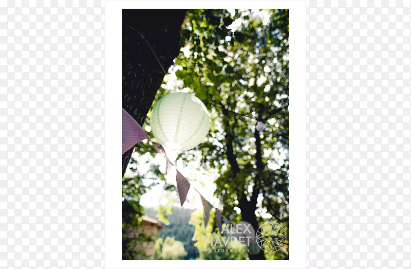 �չ�Ҷ����ֲ��-Ҷ-������