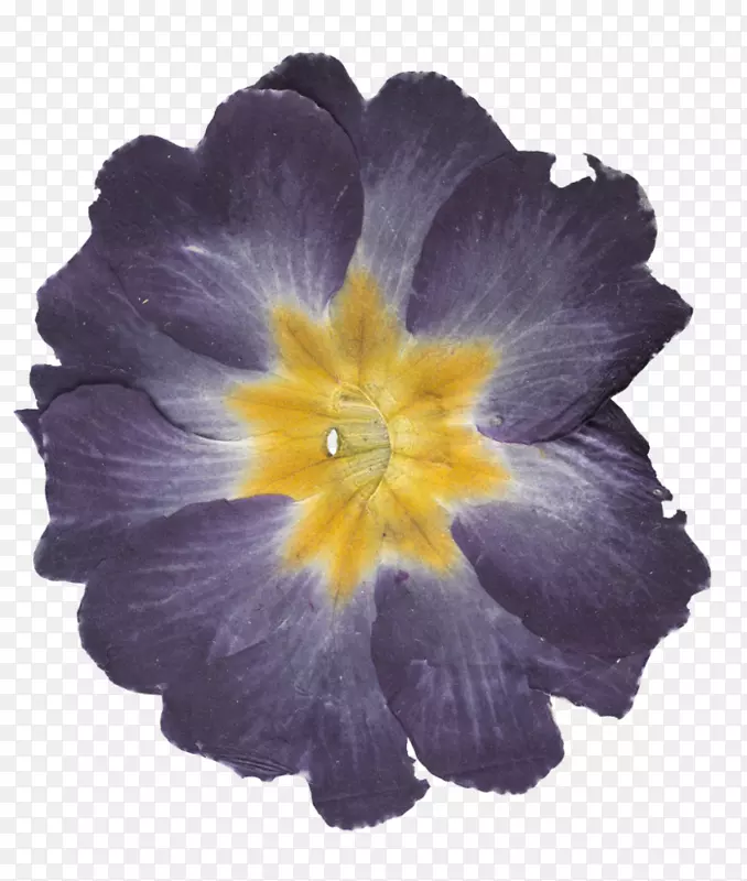 Poppelwood Trecenydd��ҵ��԰��ͯ�����ʼ�-������