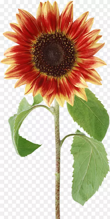 ����������-���տ�-������