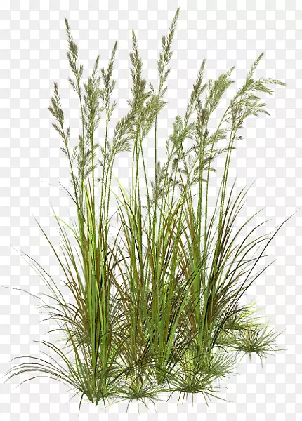 �ݻ��ݱ�ֲ���ƺ������ˮ��ֲ��-������