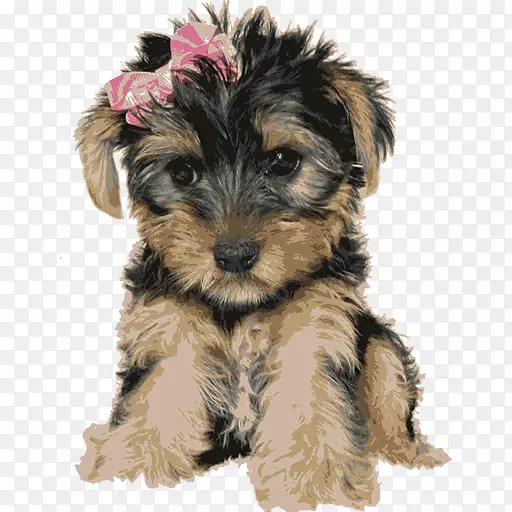 Լ�˿�С��Ȯ��С��ѩ����Ȯ���Ĵ�����˿״��Ȯ������ʿ��Ȯ������Ȯ-С��-������