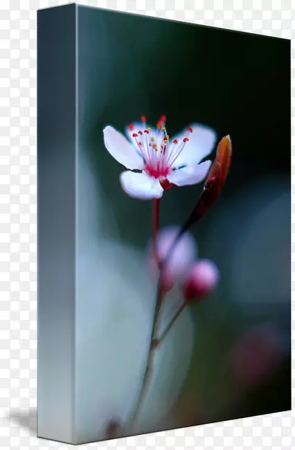 ������Ӱ�����ֽ���-÷��-������