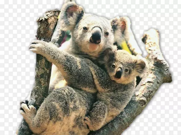 �����Ĵ����Ƕ���԰����Ĵ�����Ұ���������-������