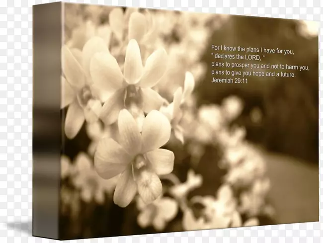 �����ֽ���԰�ɫ��ֽʥ������-������