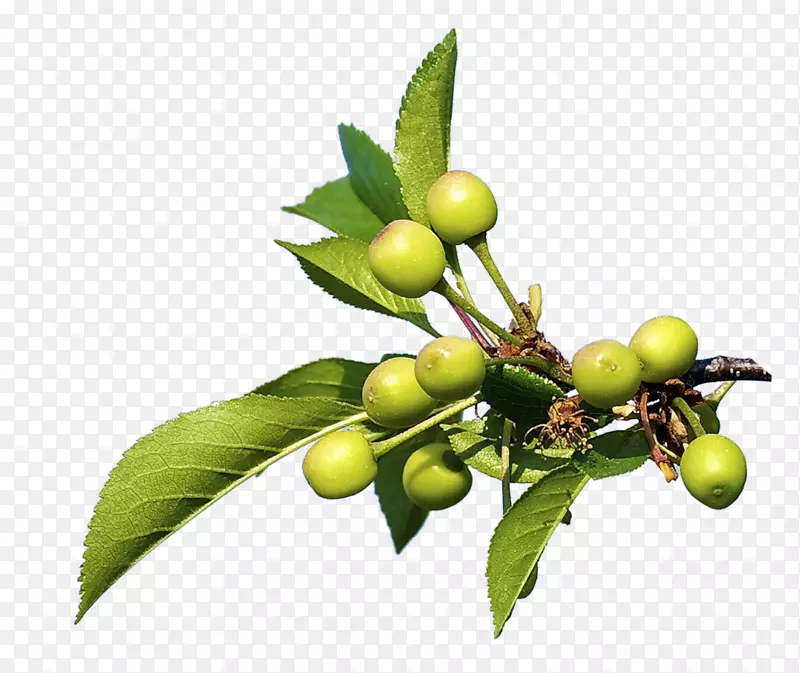 ��ȻʳƷ-������