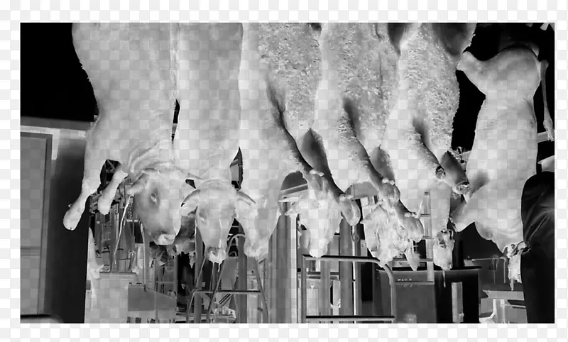 ��Ӱ��ɫ���-������