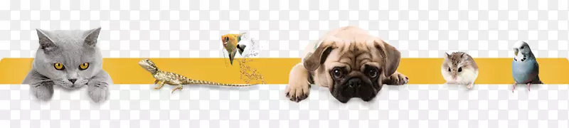 tdbbs��llc�����˲�չ-������