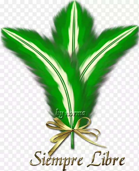 Ҷ���ƿ���������-÷��-������