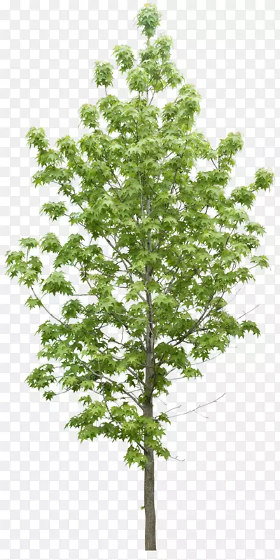 ��ľ����ͼ��-������