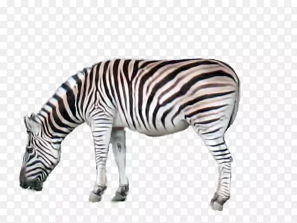 �߾�½������-��������-������