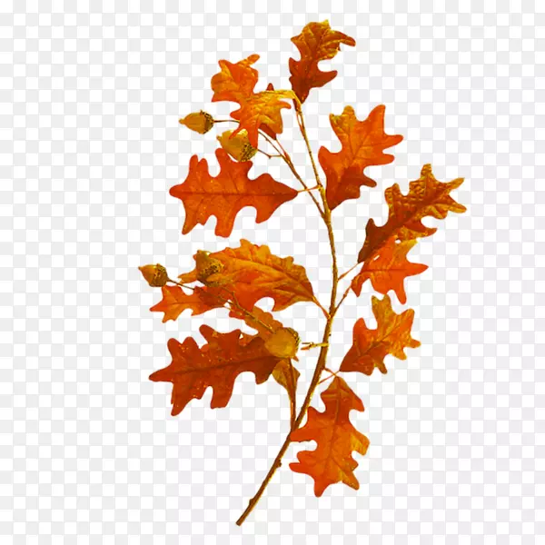 Ҷ����bp����-yaprak-������