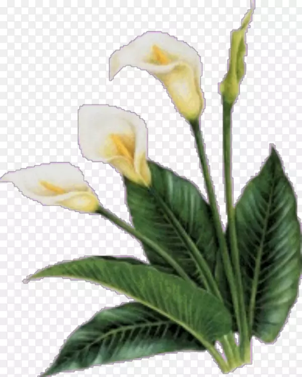 ������Ӱ-������