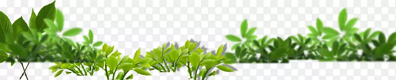 �̶������ķ��԰����԰�Ƶ�-�˵�Ҷ-������