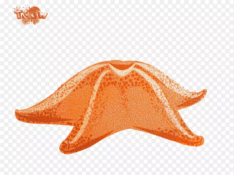 ���Ǻ��󲩿������ʺ�-Estrela do mar-������