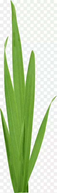 Ҷ���ؿ�ֲͨ�ﾥ�̲�-������