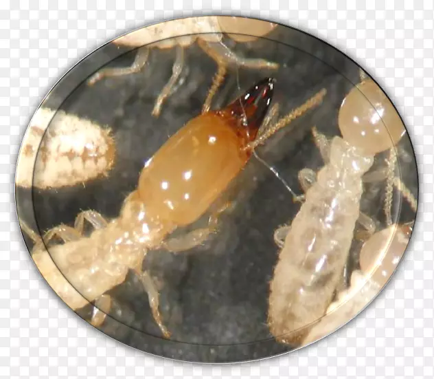 �������Ѭ���������-������