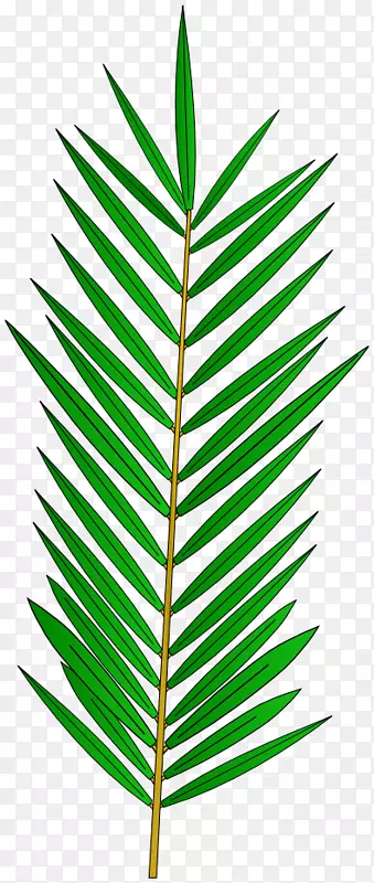 ���ƿƲ�ϵֲ�ﾥ��Ҷ��֦Ҷ-������