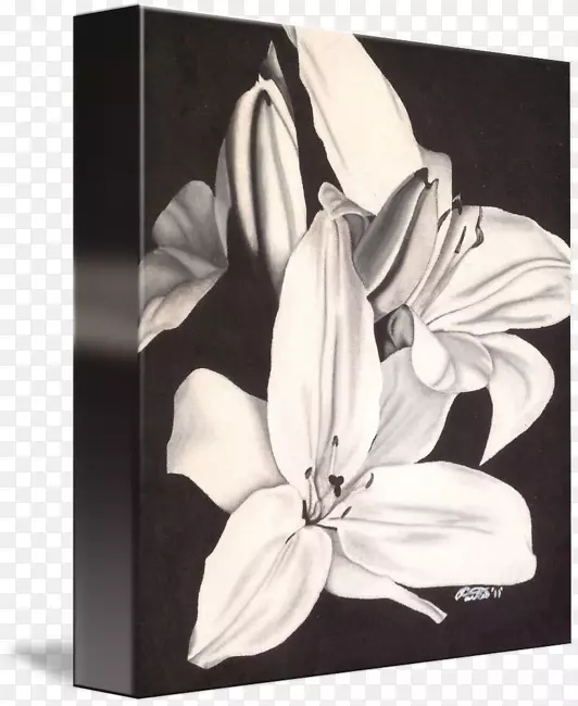 ����ɫ/��/02csf����ֲ��-������