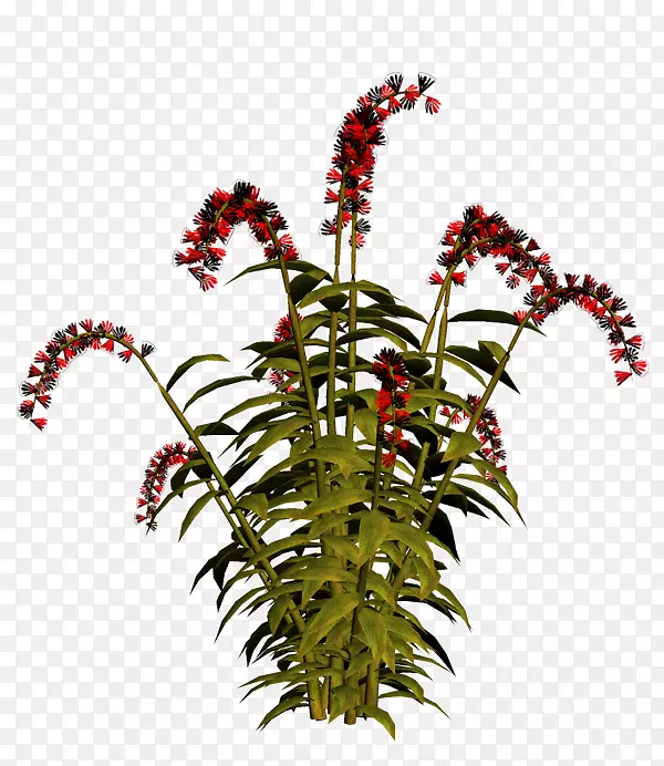 ����ֲ�ﾥ����ֲ����-��-������