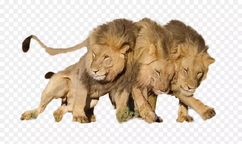 ��è½������ëƤҰ������-��̲�ϵ�����-������