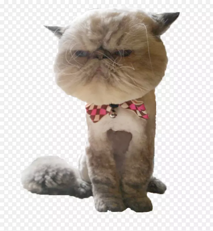 ����è�����ö�ëè����-Сè-������