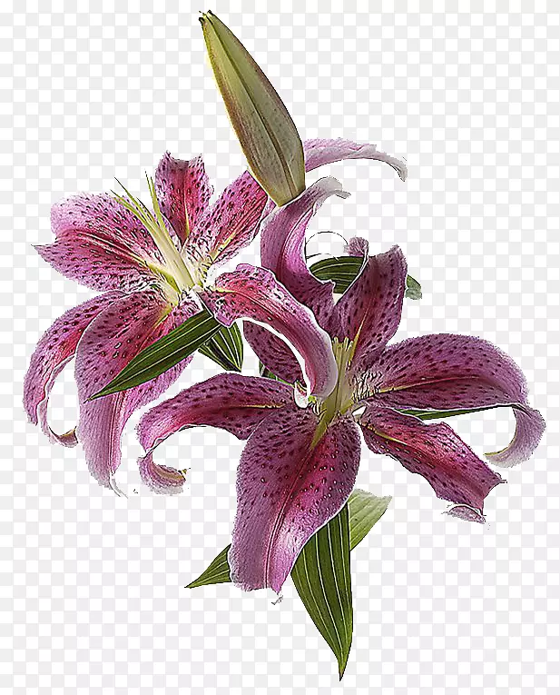 �ٺϼ����ٺϻ�-������