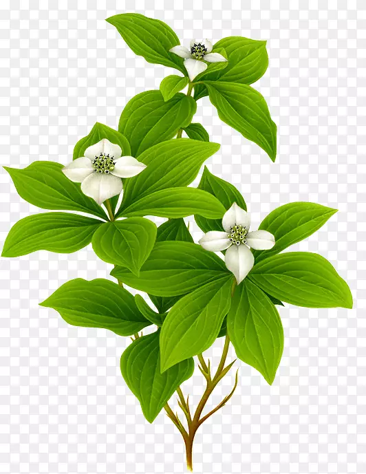 ֲ���ͼˮ�ʻ�ƽ�����������ͼֲ��-������