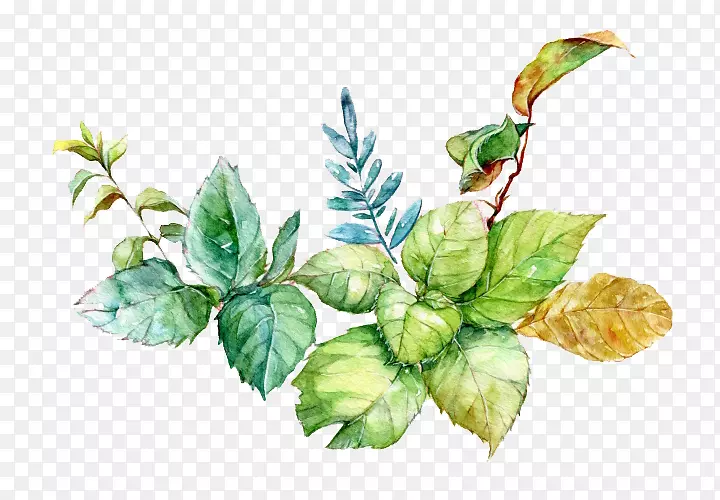 ˮ�ʻ�����-����Ҷˮ��ͼƬ����-������