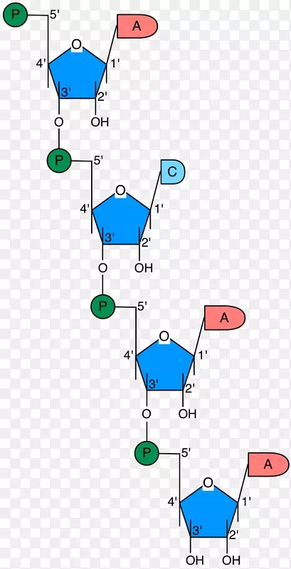 ֱ�ߵ����-������