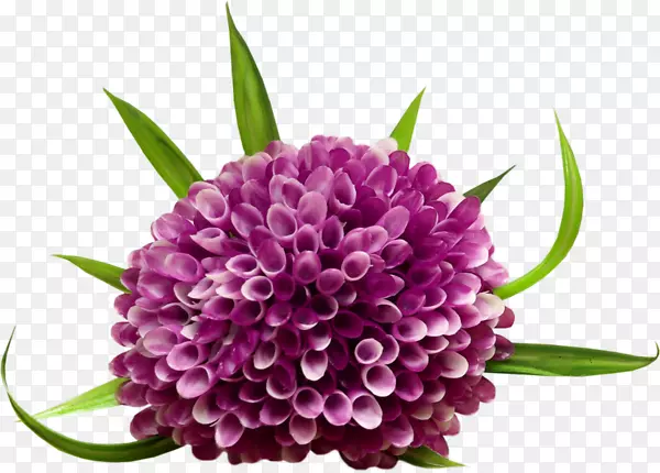 ������-��ɫ������-������