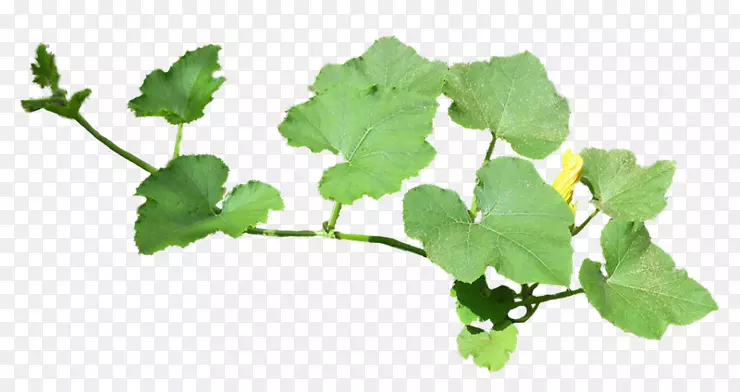 �ƹ�Ҷ����-�ƹ�Ҷ�ͻ�-������