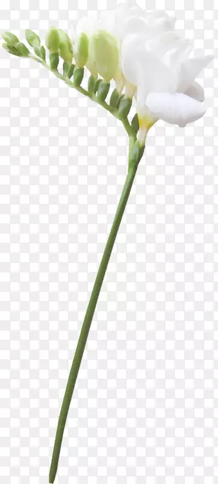 ����ֲ���л�ѿֲ�ﾥ����ֲ��-������