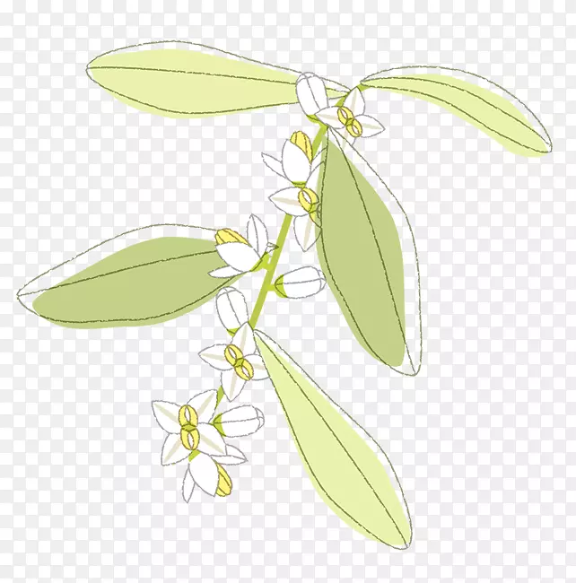 ����ֲ�ﾥ������-������