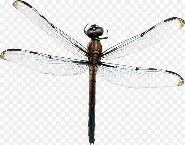 �������������-����-������