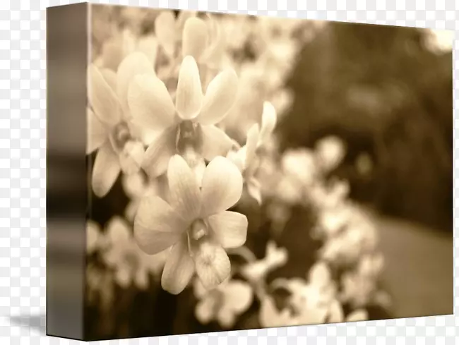 �����ֽ����ڵ���ֲ��԰-������