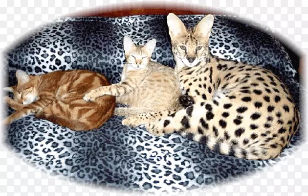 ������è���ϼ���è��Сè������è����-������è-������