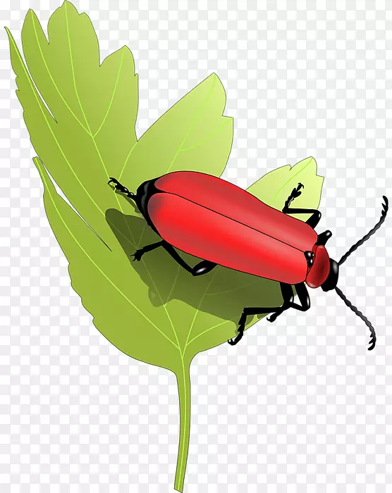 ��������ֲ�ﾥ������.�������-������