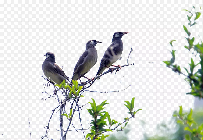 �������ո質-�������յ���֦�ϸ質-������