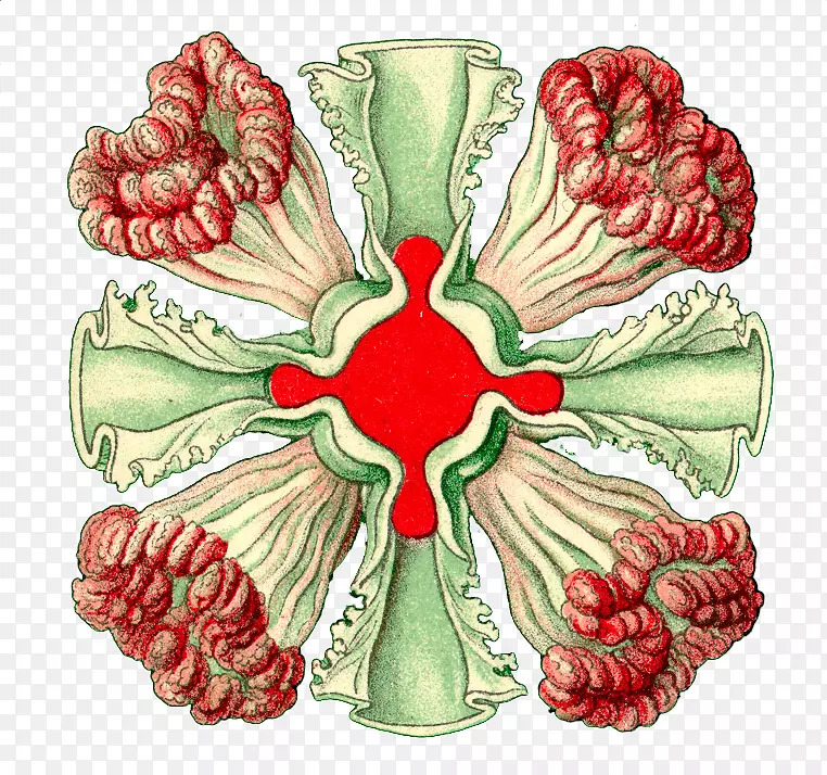 ʥ����׺ˮ��-ʥ����-������