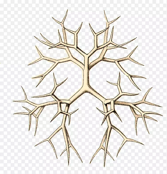 �߶Գ��л��������-������