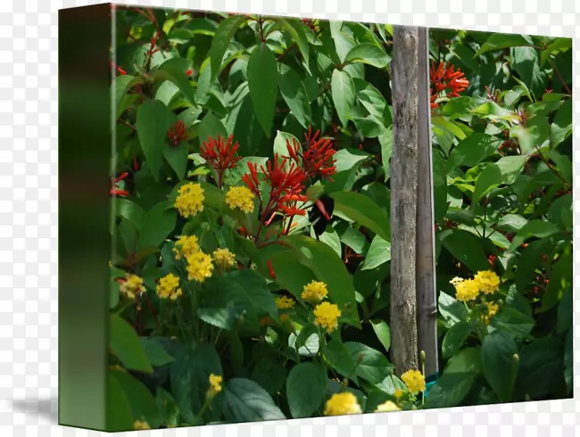 ����ֲ���ľֲ��԰-������