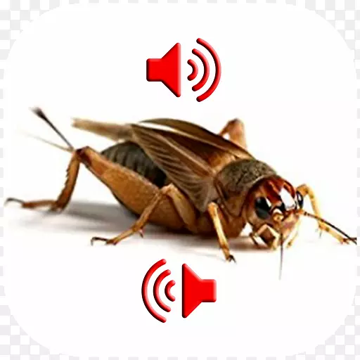 ��ʳ���ж�����ȳ���-������