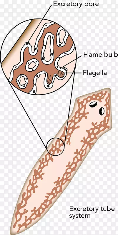 ��ƽ�涯����й��ϵͳ-��йϵͳ-������