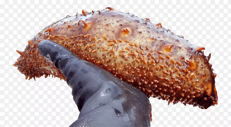 ����Ϊʳ��ʳ��ͺ��ʺ���-������