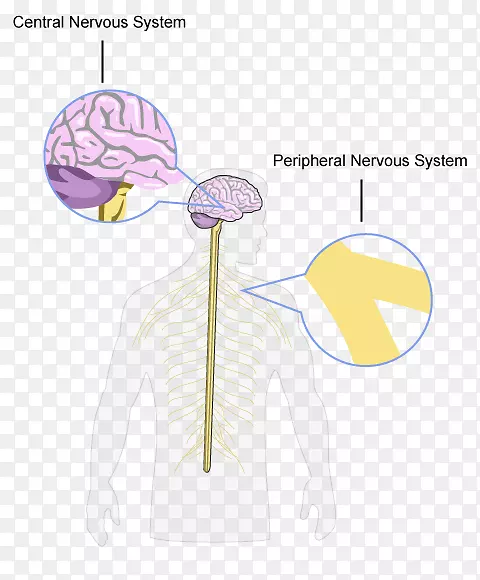 �ԡ�������ϵͳ��������ϵͳ�ṹ����ϵͳ����-��ϵͳ-������