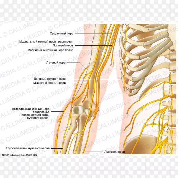 �񾭼���ϵͳ��״���-������