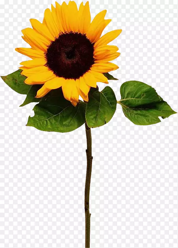 �������ͼ�����-������