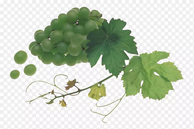 �����Ѿ�����֭�˾�ζ����-������