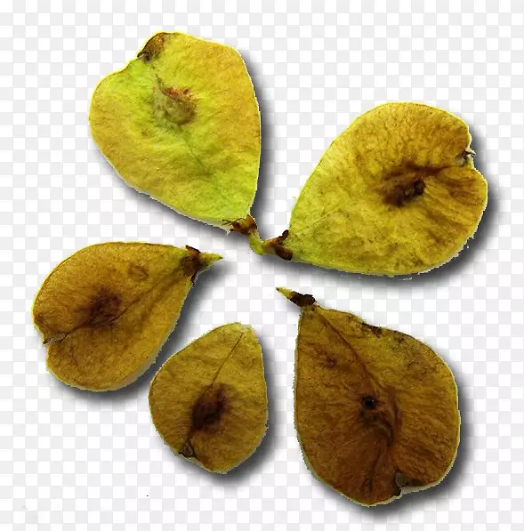 ����ʳ��ˮ��-������