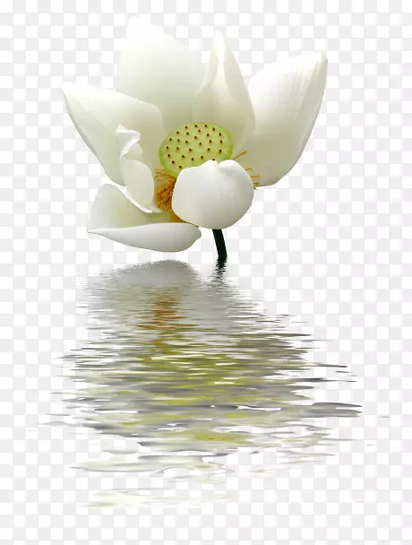 �����廨����-����ѿ-������